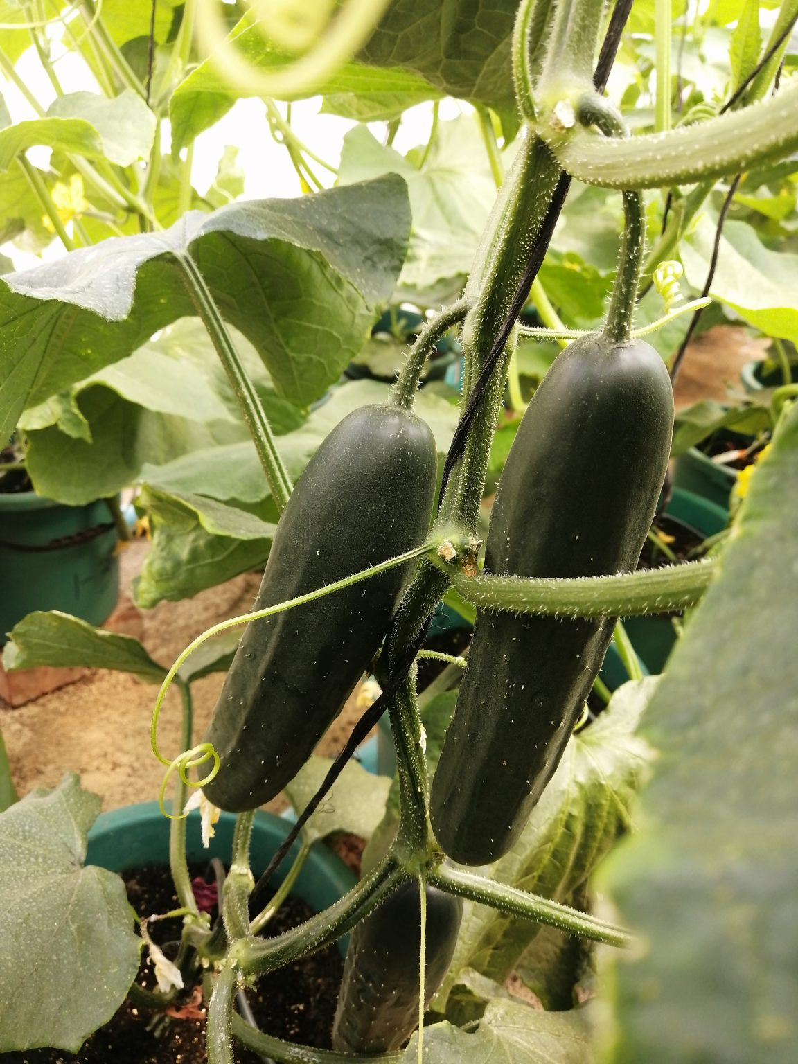 Vitagrow Sustainable Indoor Hydroponic Farming in Zimbabwe